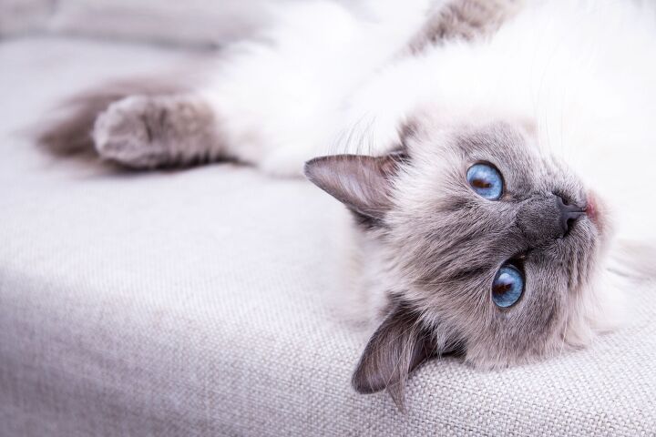cat fanciers association reveals the top 15 pedigreed cat breeds, Daniel Krason Shutterstock