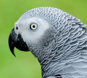 uk wildlife park rehabilitates potty mouthed parrots, Photo Credit cheetahak Shutterstock com