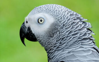 UK Wildlife Park Rehabilitates Potty-Mouthed Parrots