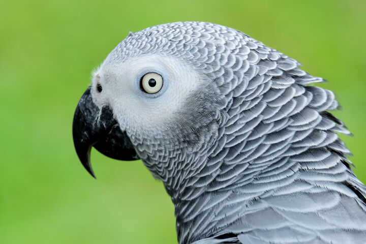 uk wildlife park rehabilitates potty mouthed parrots, Photo Credit cheetahak Shutterstock com