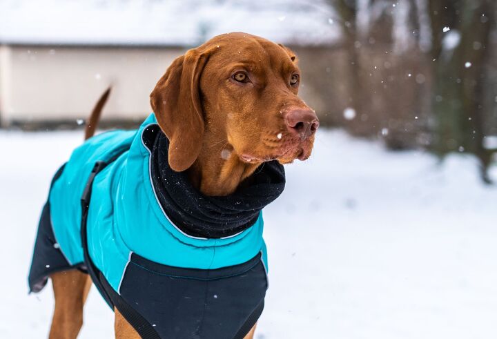 hypothermia in dogs causes symptoms and treatments, ABO PHOTOGRAPHY Shutterstock