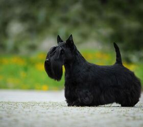britain s beloved breed the scottish terrier faces extinction, SubertT Shutterstock