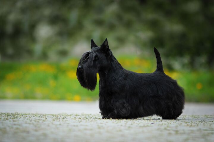 britain s beloved breed the scottish terrier faces extinction, SubertT Shutterstock