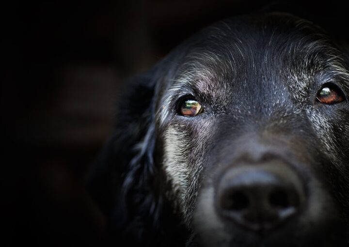 worlds oldest dog posthumously stripped of his title, mythja Shutterstock