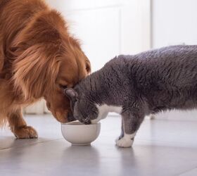 is dog food bad for cats, Chendongshan Shutterstock