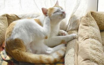 Is Your Cat Itchy? Causes and Treatments for Itching in Cats
