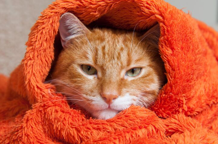 how to tell if a cat is cold, Zanna Pesnina Shutterstock