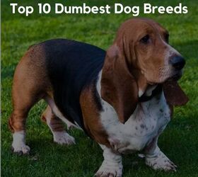 Top 10 Dumbest Dog Breeds