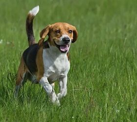 top 10 dumbest dog breeds, Beagle