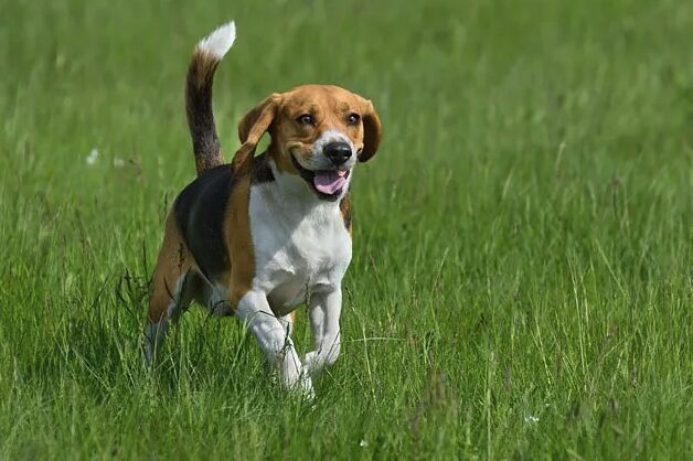 top 10 dumbest dog breeds, Beagle