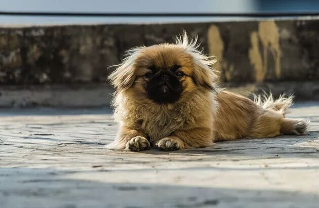 top 10 dumbest dog breeds, Pekingese