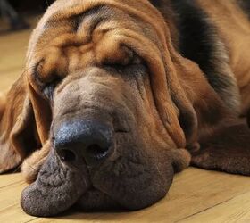 top 10 dumbest dog breeds, Bloodhound