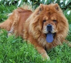 top 10 dumbest dog breeds, Chow Chow