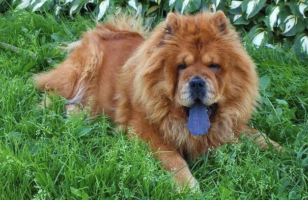 top 10 dumbest dog breeds, Chow Chow