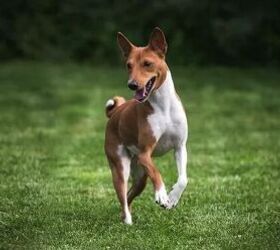 top 10 dumbest dog breeds, Basenji