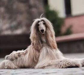 top 10 dumbest dog breeds, Afghan Hound