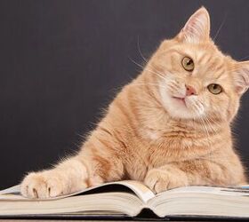 Library Accepting Cat Photos to Cover Your Fees