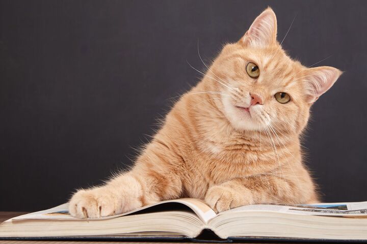 library accepting cat photos to cover your fees, Happy Author Shutterstock