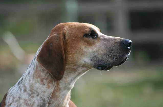 here are the 10 rarest dog breeds in america, English Foxhound