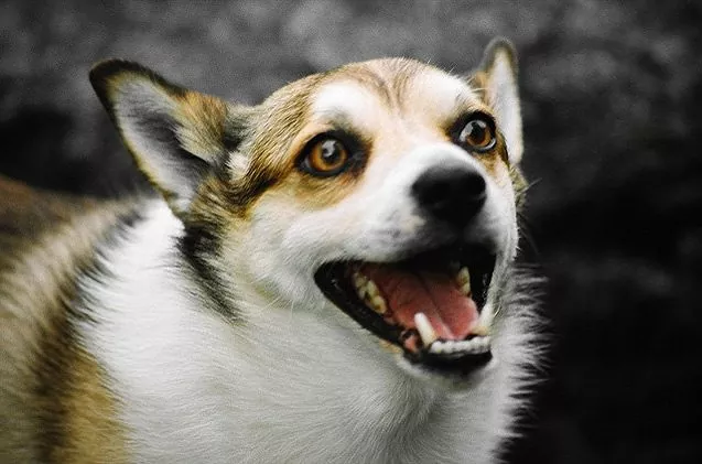 here are the 10 rarest dog breeds in america, Norwegian Lundehund