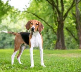 here are the 10 rarest dog breeds in america, American Foxhound