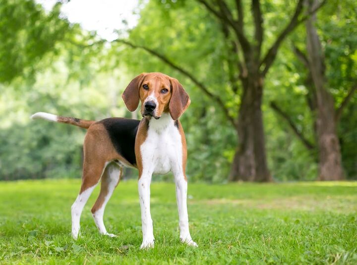 here are the 10 rarest dog breeds in america, American Foxhound