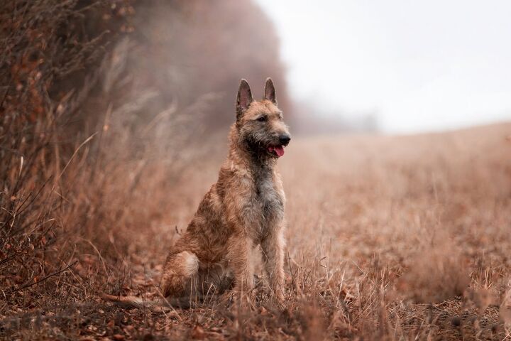 here are the 10 rarest dog breeds in america, Belgian Laekenois