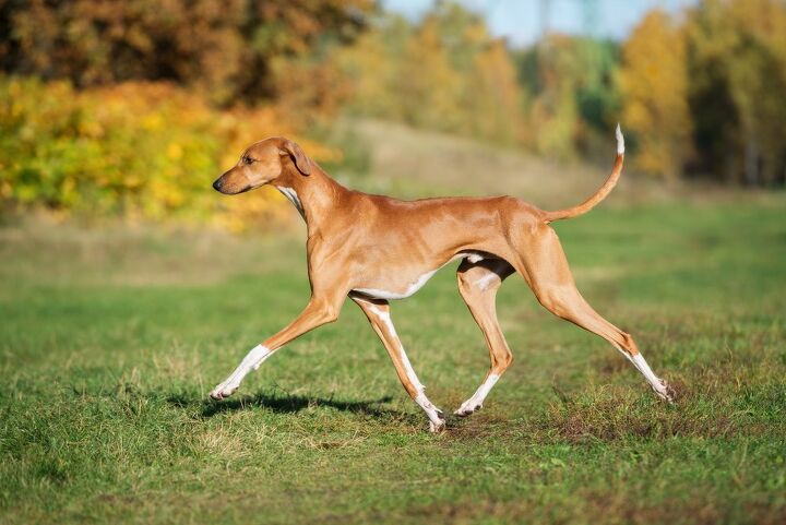 here are the 10 rarest dog breeds in america, Azawakh