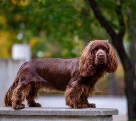 here are the 10 rarest dog breeds in america, Sussex Spaniel