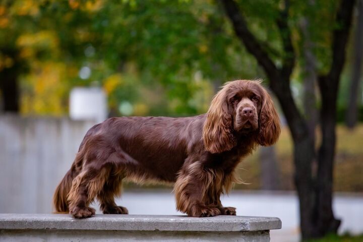 here are the 10 rarest dog breeds in america, Sussex Spaniel
