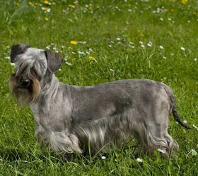 here are the 10 rarest dog breeds in america, Cesky Terrier