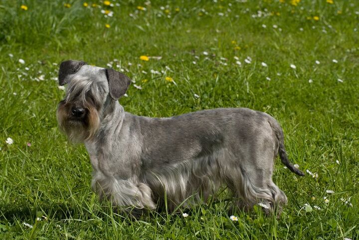 here are the 10 rarest dog breeds in america, Cesky Terrier
