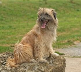 here are the 10 rarest dog breeds in america, Pyrenean Shepherd