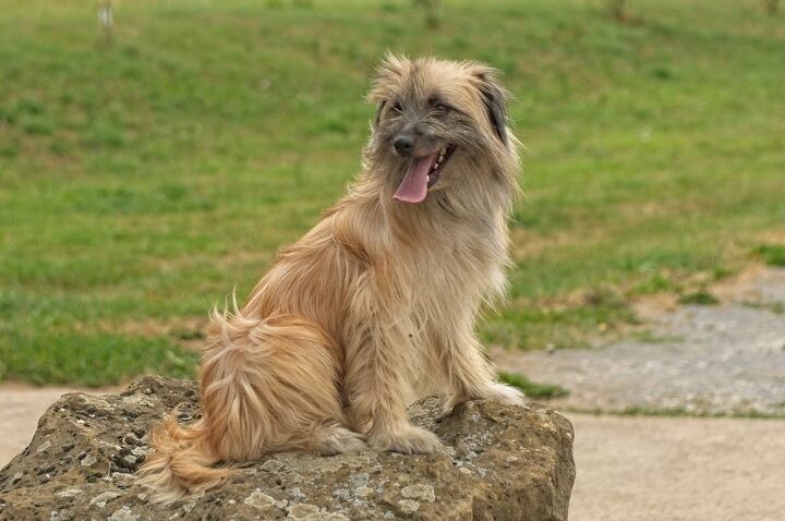 here are the 10 rarest dog breeds in america, Pyrenean Shepherd