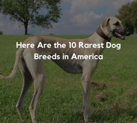 Here Are the 10 Rarest Dog Breeds in America