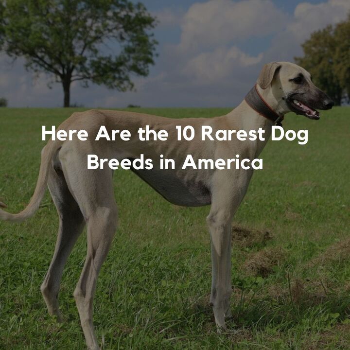 Here Are the 10 Rarest Dog Breeds in America