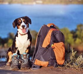 does your dog have what it takes to be a b a r k ranger, Photo credit Kasefoto Shutterstock com
