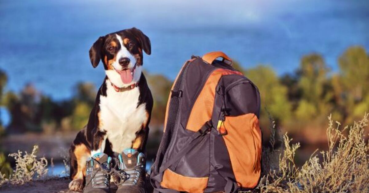 Guide Dog Ranger Does Your Dog Have What it Takes to Be a B.A.R.K. Ranger? | PetGuide