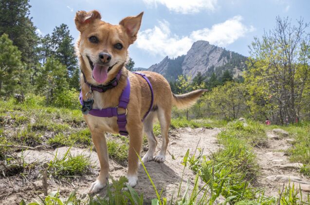 Beagle Ranger Does Your Dog Have What it Takes to Be a B.A.R.K. Ranger? | PetGuide