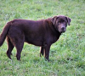 why are labradors fat scientists have the answer, Alice Chen Shutterstock