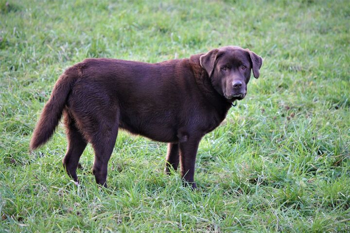 why are labradors fat scientists have the answer, Alice Chen Shutterstock