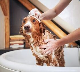 can i use human hair shampoo to wash my dog, Jaromir Chalabala Shutterstock