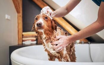 Can I Use Human Hair Shampoo to Wash My Dog?