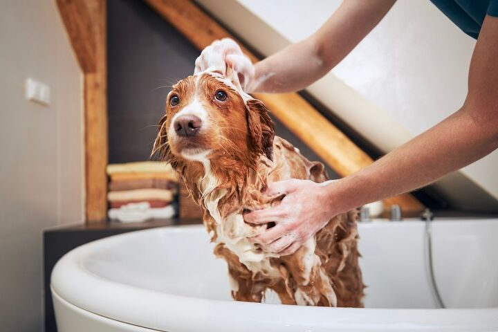Can I Use Human Hair Shampoo to Wash My Dog?