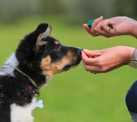 When is the Best Time to Start Puppy Training?