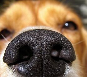 new study reveals dogs can sniff out neurodegenerative diseases, Robin D Williams Shutterstock