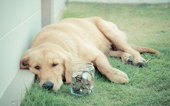 UK Dog Is Recovering After 130+ Coins Were Removed From His Stomach