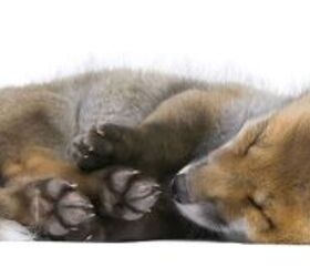 wildlife center wears fox masks when caring for orphaned cubs, Photo Credit Eric Isselee Shutterstock com