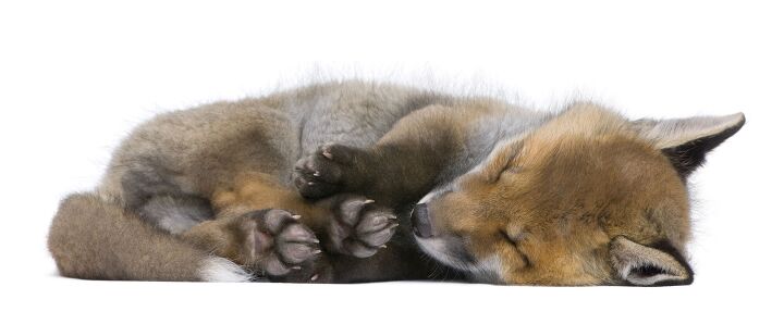 wildlife center wears fox masks when caring for orphaned cubs, Photo Credit Eric Isselee Shutterstock com