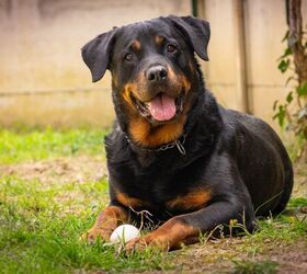 Neutering Rottweilers May Shorten Their Lifespan, Study Finds